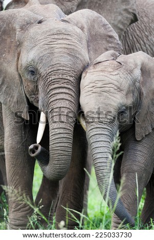 A pair of young wild African Elephants rubbing heads together to maintain family bonds