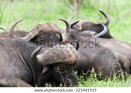 A herd of wild Buffalo resting on the ground, with a wild Oxpecker bird perched on the horns