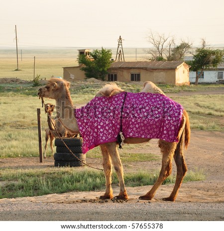 Bactrian camel under cloth