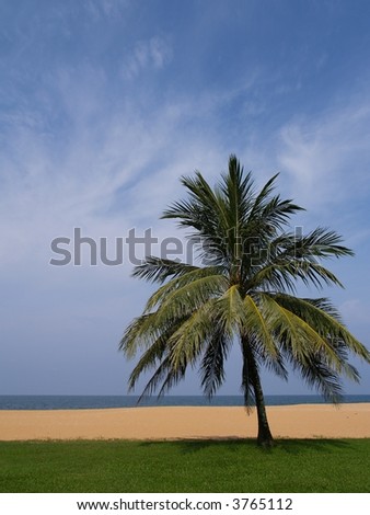 Lone tree in a paradise beach