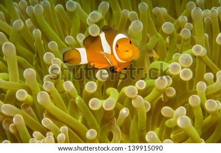 A Clown Anemone fish in colorful anemone