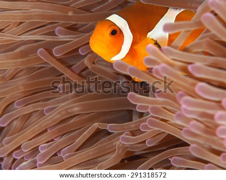 A Clown Anemone fish in colorful anemone