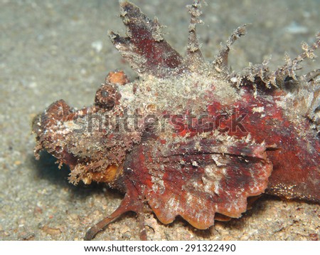 Scorpion Fish camouflaging within the coral reefs