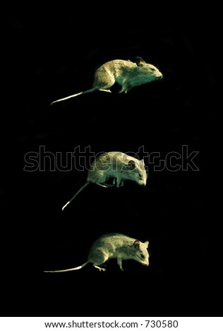 three little mice