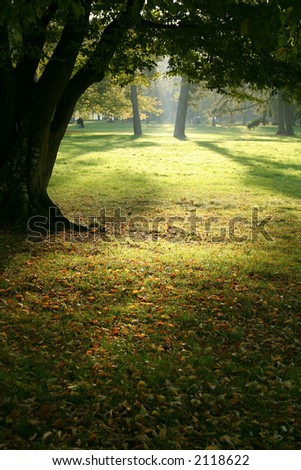 magic forest light with sunray in autumn feel the light shadows contrast...