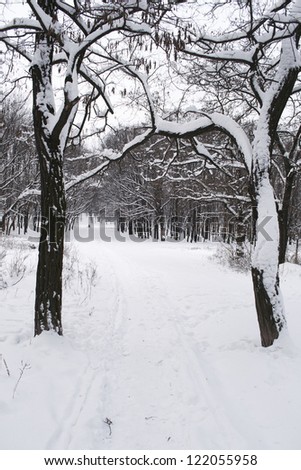path through the snow forest winter background