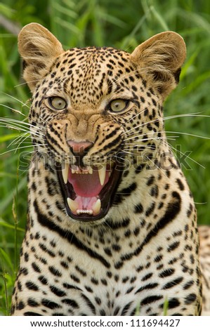 leopard snarling