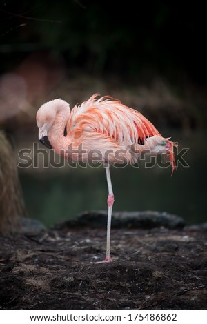 Single pink or scarlet flamingo sleeping balancing on one foot with its head retracted and its feathers ruffled
