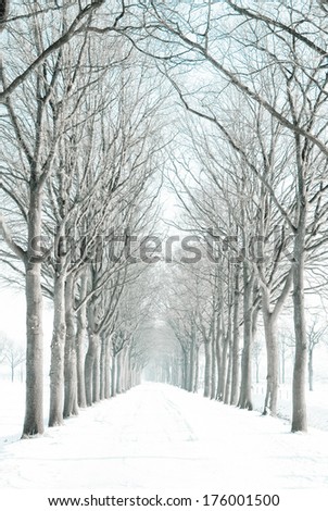 A view along an avenue of deciduous trees in winter, with the trees and path dusted in fresh snow.