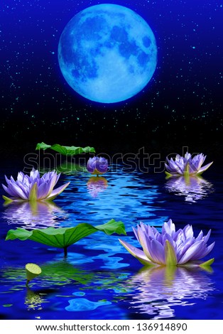 Night water-lilies