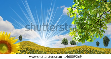 Field with sun flowers