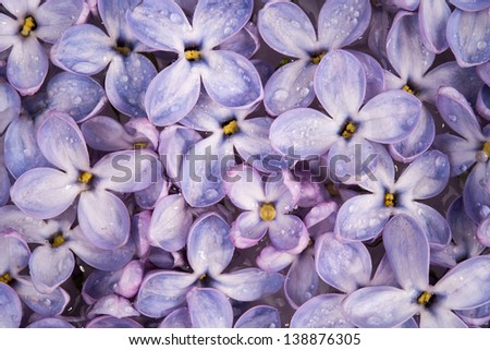 Lilac petals in water (background)