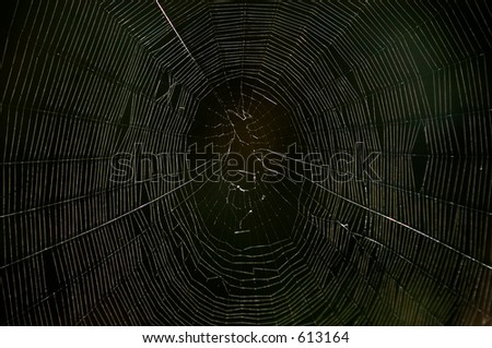Spiders web in the dark