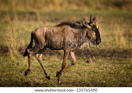 Running Gnu Antelope