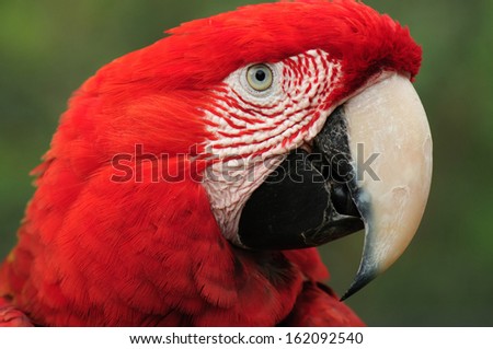 Scarlet Macaw parrot, close up, on green background