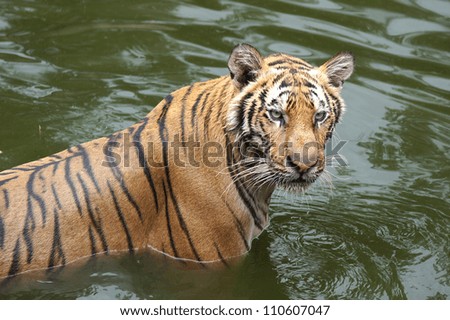 Male Tiger standing in water