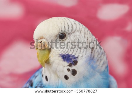 wavy parrot girl, head close up