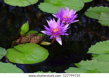 Purple Lotus in Thailand.