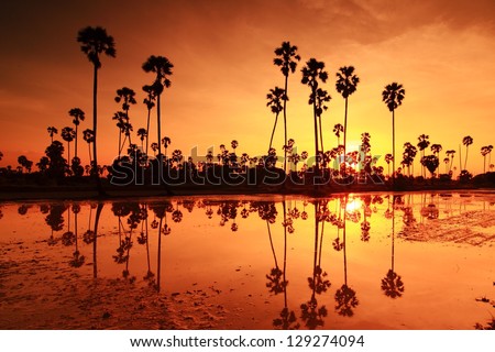 Palm sunset water reflection.