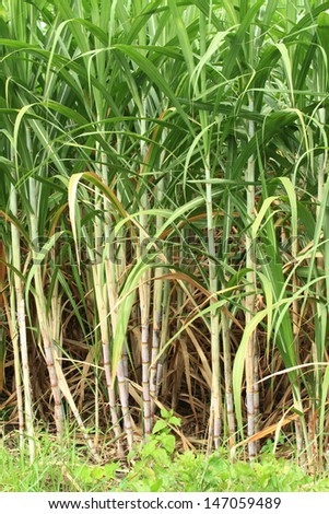Sugar cane used for sugar.