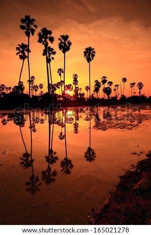 Palm trees reflected in water after sunset.