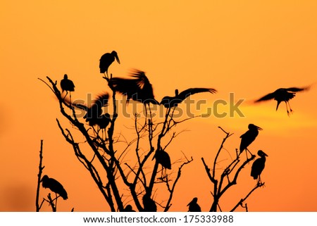 Bill ibis bird silhouette photo