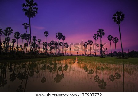 Palm sunset in Thailand