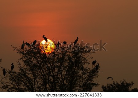 Birds in sunset silhouette
