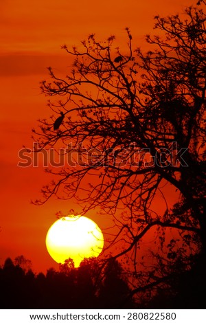 Silhouette tree and bird flying on sunset background