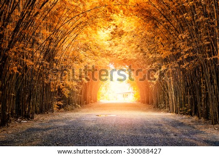 Autumn Forest And Road