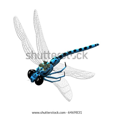 Blue+dragonflies+pictures