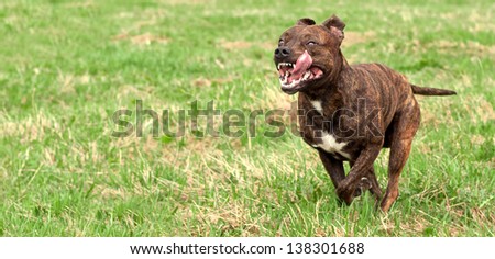 dog runs across the grass with an open mouth and tongue sticking out