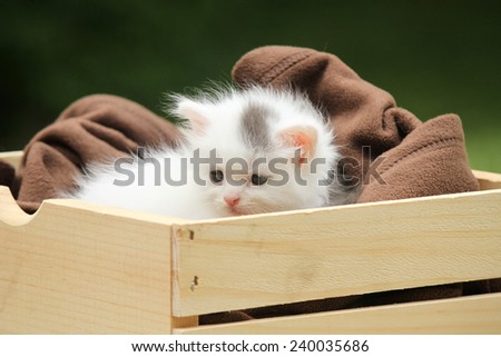 Kitten in crate