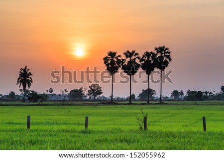 Rice field with palm trees and sun rise. Phitsanulok Thailand