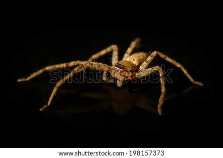 jumping spiders / jumping spiders On black background.