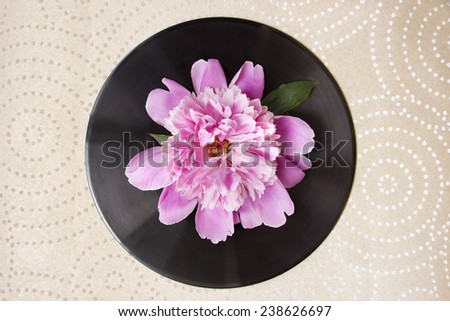 Spring flower pink peony on it on black vinyl record