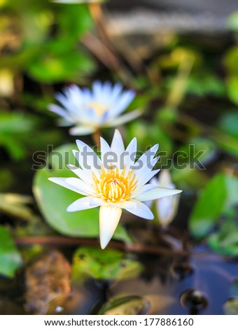 White lotus flower expresses purity. And peace in mind