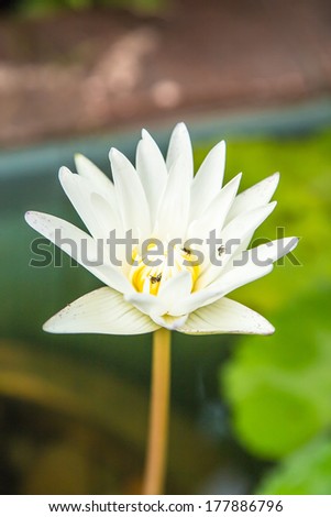 White lotus flower expresses purity. And peace in mind