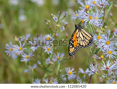 This butterfly just stayed still long enough to get a sharp photograph with bokeh blurred background flowers.