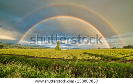 Tree in a blueberry field under a double rainbow