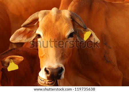 Brown cow smiling