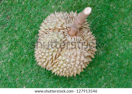 Durian, the king of fruit of South East Asia isolated on glass