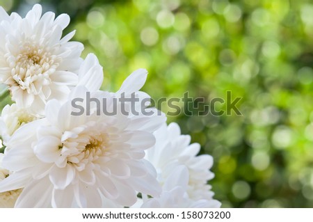Close view of white flower : aster with white petals and yellow
