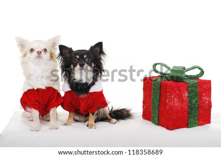Two cute chihuahua dogs in santa costume sit beside christmas gift