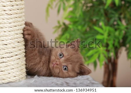 British short hair kitten beside scratching post