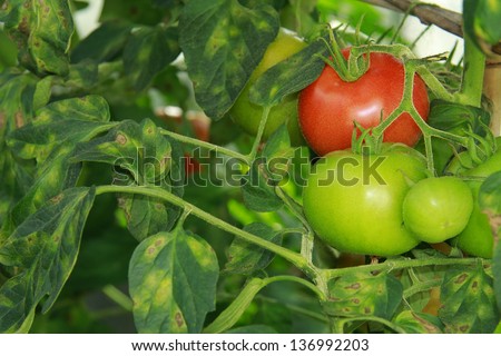 Tomato disease