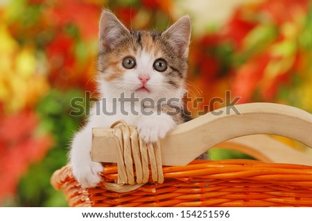 Little Kitten In Basket With Autumn Leaves