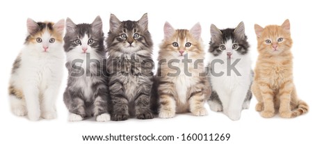 A Group Of Different Kitten