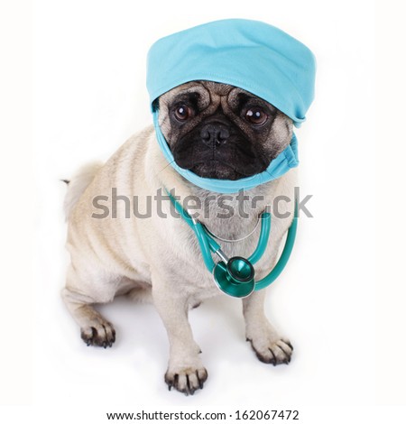 stock-photo-pug-dog-with-stethoscope-162