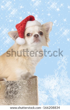 chihuahua dog with xmas hat